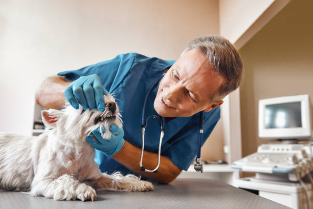 Best Broken Tooth Emergency  in Nes, IL